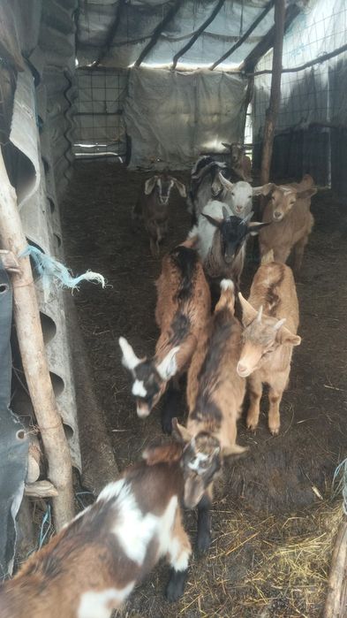 Iezi și iede pt prasila sau sacrificat