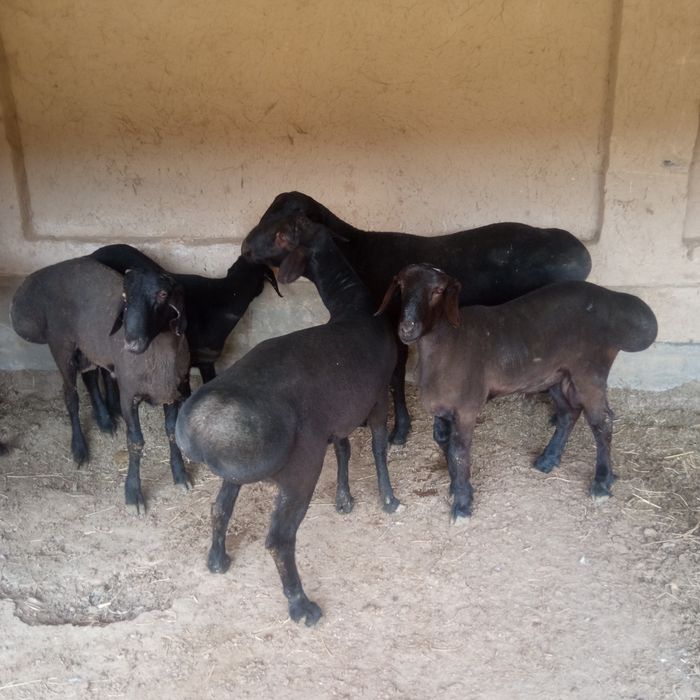 Qassop xizzmati toshken saxar boylab 150