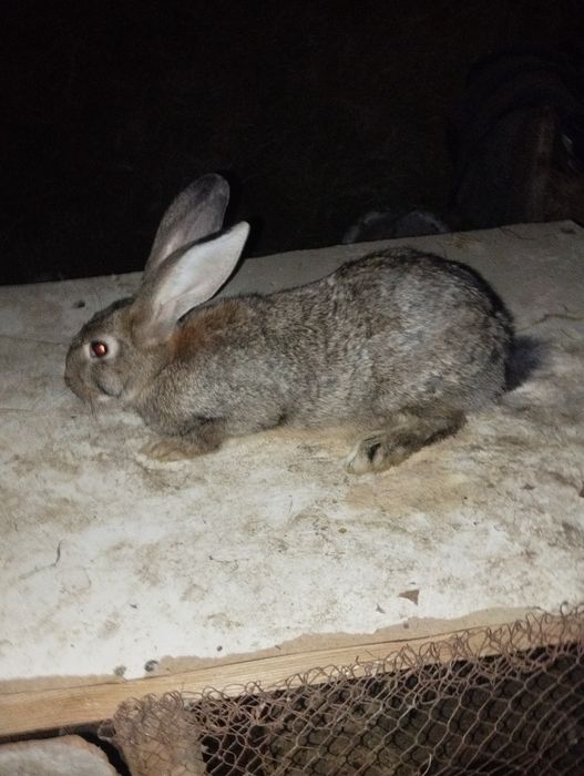 Quyon sotiladi bõgoz