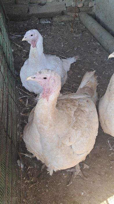 Бокилган индуклар сотилади