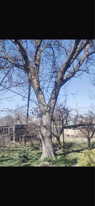 Даром дерево Орех