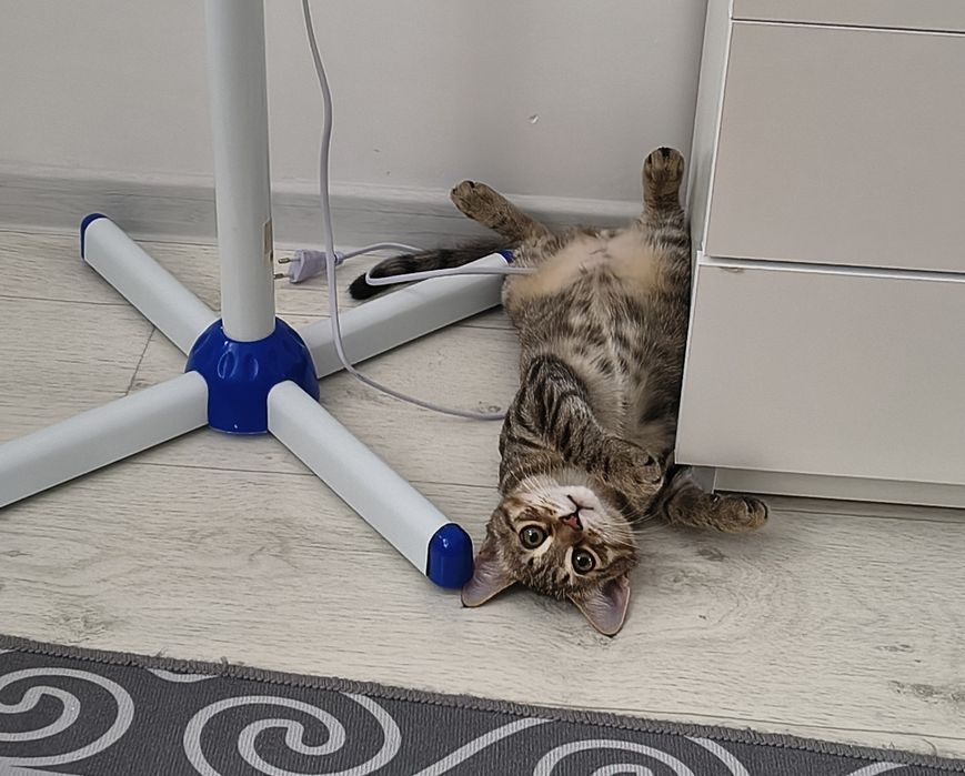 Отдам котенка 4,5 месяца мальчик