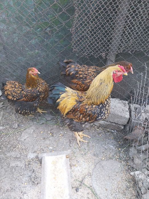 Vând două găini și un cocoș Wyandotte GSG