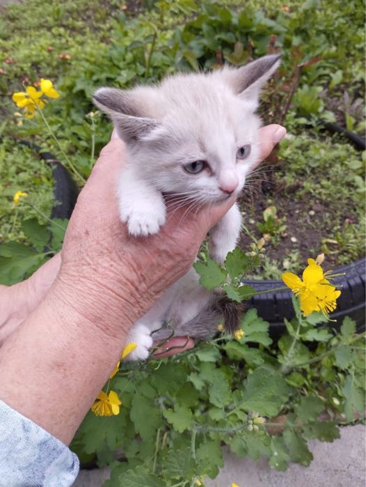 Отдам котят, девочки и мальчики, игривые