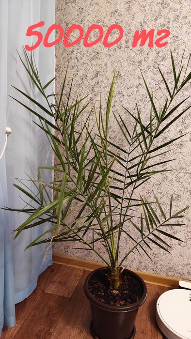 Цветок Финик - пальма