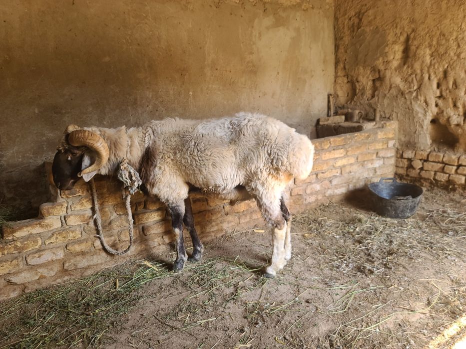 кочкорло..qo'zilorombo  йемланип дурипди  бугоз койлором бо галишилади