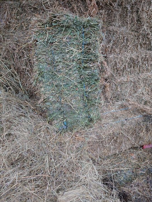 Vând baloti de lucerna