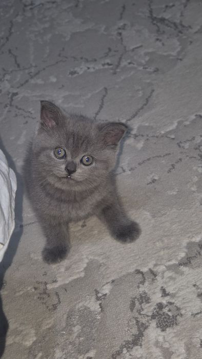 Котята (Шотландские)