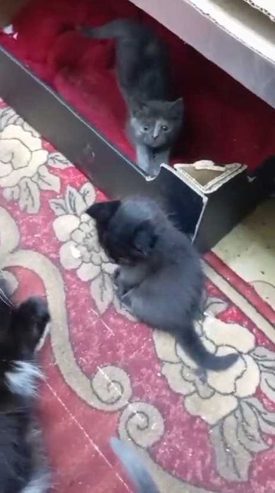 Ищем любящих хозяев котятам