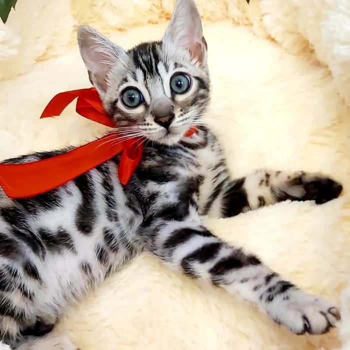 Бенгальские Серебряные "Барсы и Барсихи"