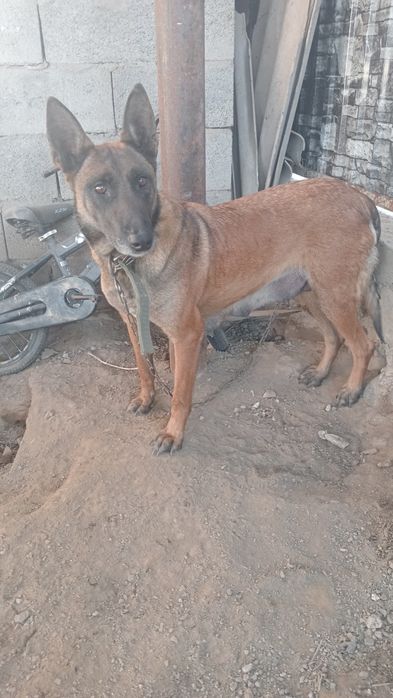 Бельгийская овчарка сатылады