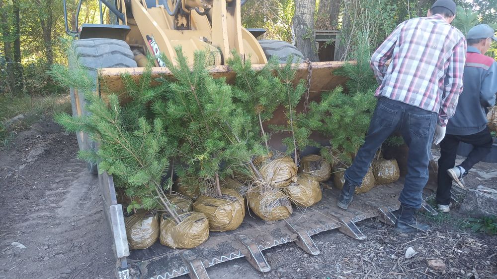 Сосна, ель с комом