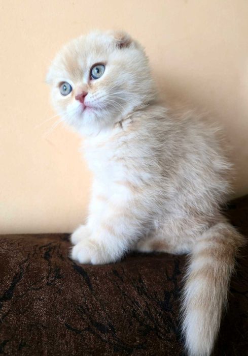 Шотландски клепоухи котета