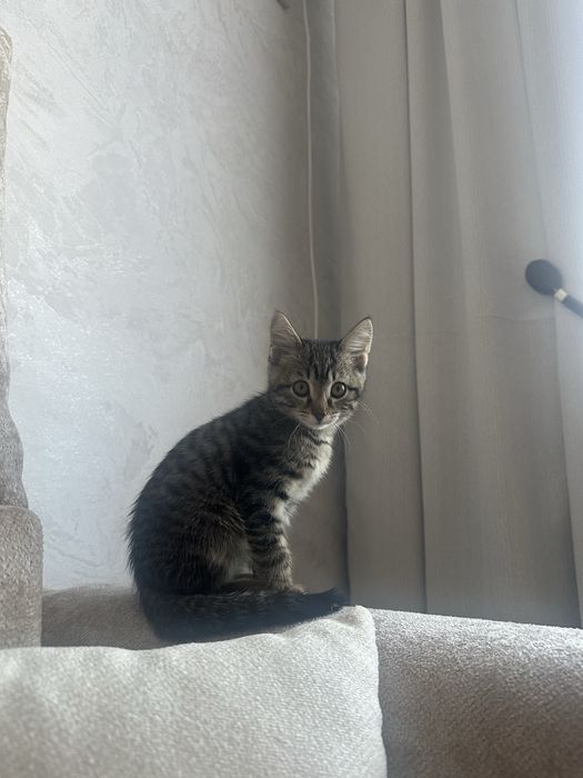 Отдам котенка 3 месяца