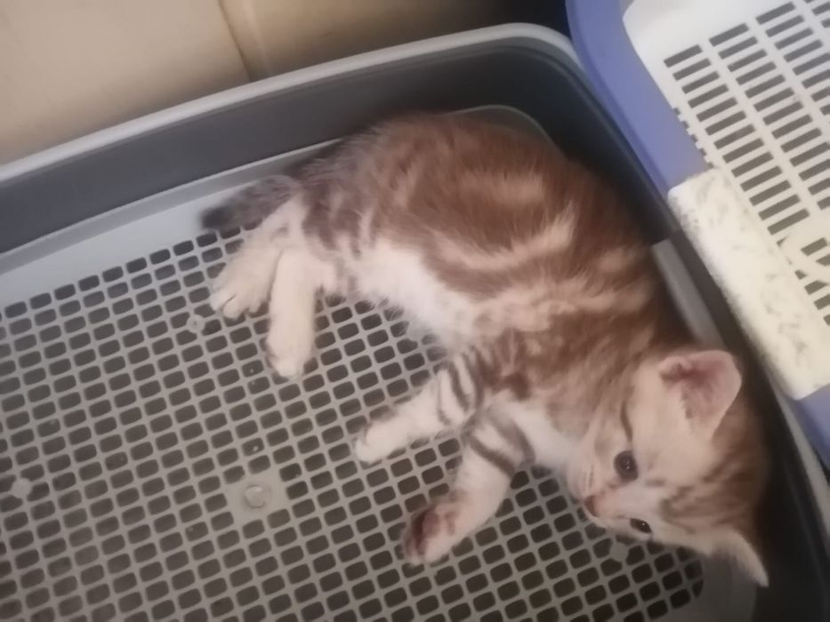 Шотланские котята