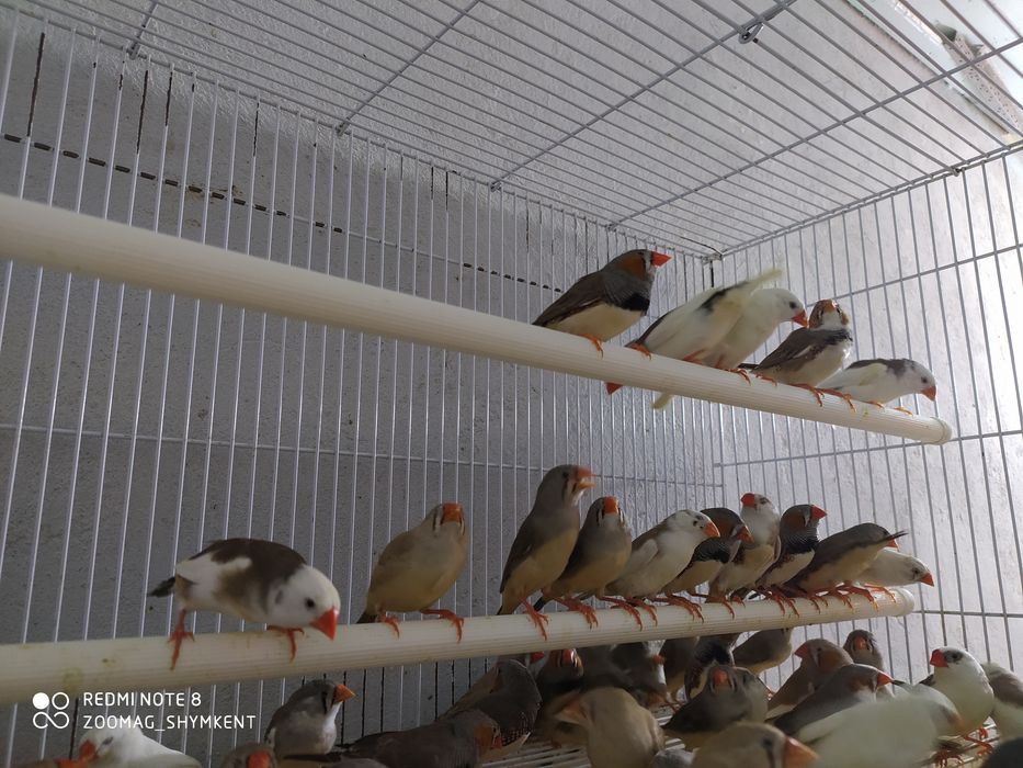 Зебровая амадина