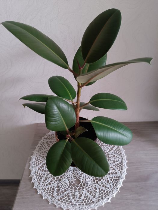 Продам Фикус высота 40 см