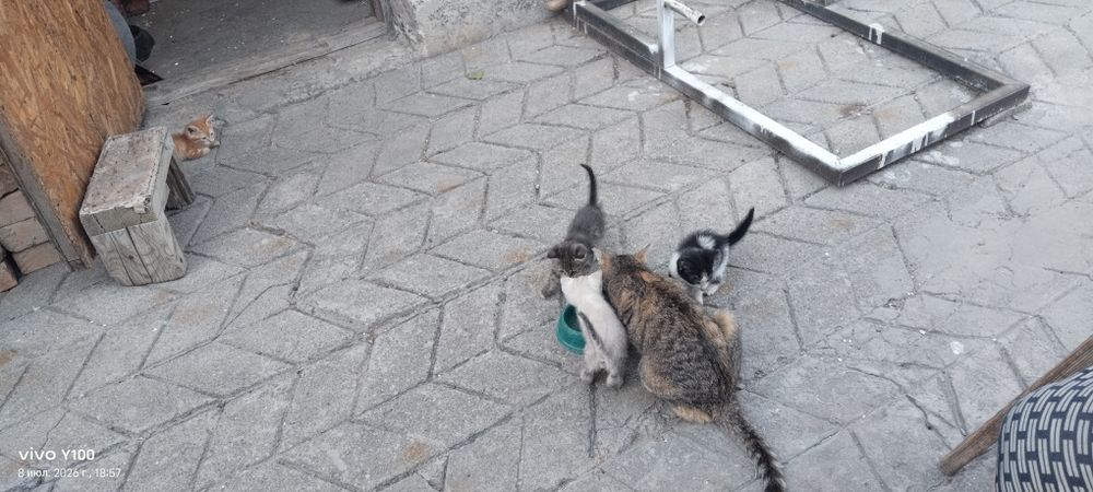Добрый кот подарок бесплатно
