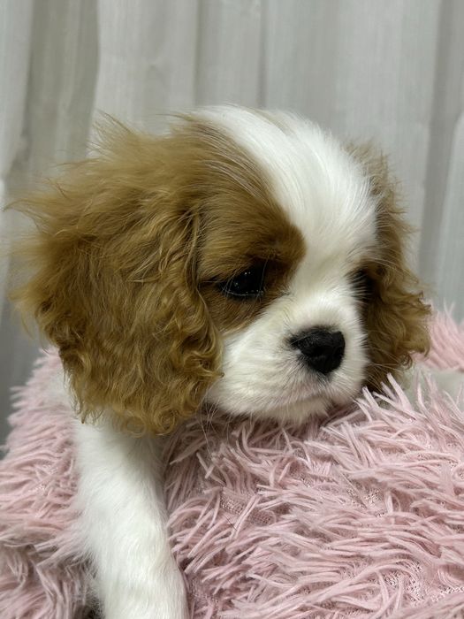 Кавалер кинг чарльз спаниель