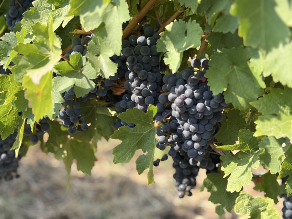 Struguri de vin