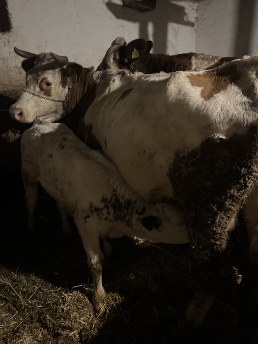 Vând vacă de 7 ani cu vitea belgiană de 1,5 luni!