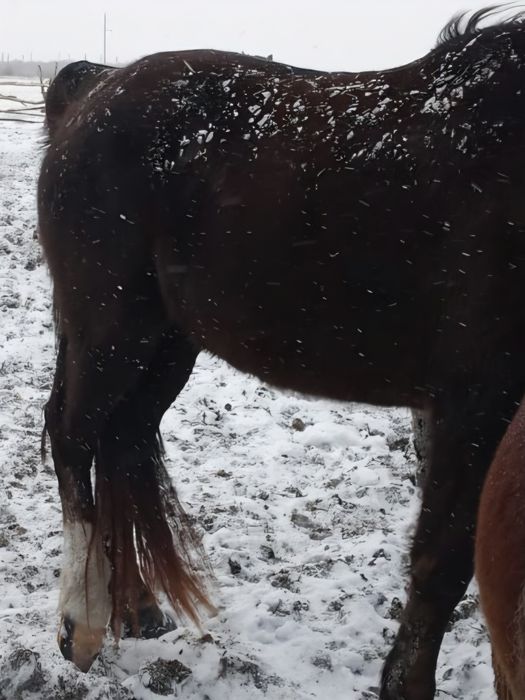 Продам лошадь...