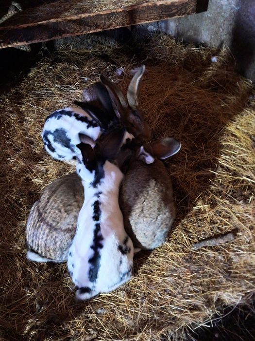 Urias german de vanzare