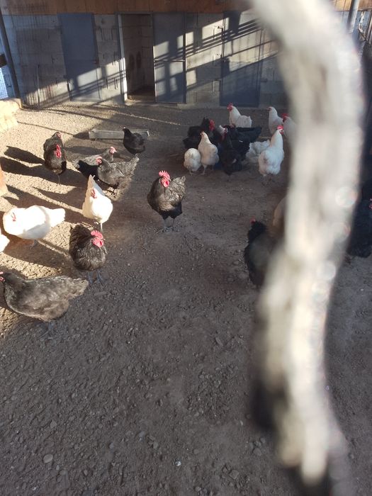 Cucoș și puicuțe de vânzare