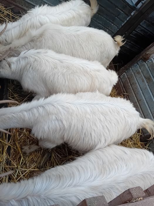 Patru capre si un tap