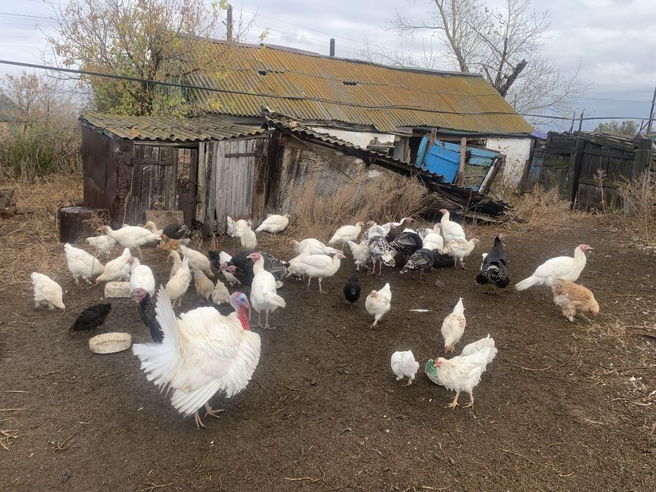 Продается индюки