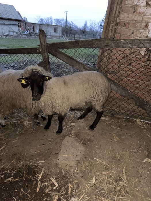 Berbec Sufolk stramior, la varsta de 2 ani