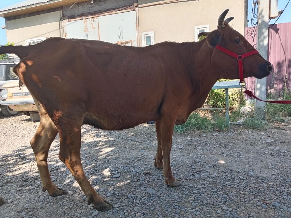 Sigir 3 ta tuqgan, suti bor
