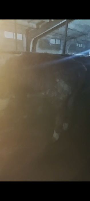 Белоголовые бычки