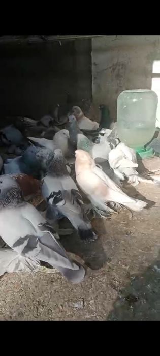 Продам домашних голубей