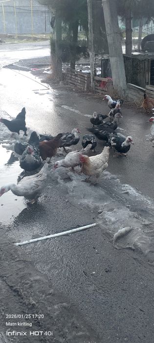 Oʻrdaklar bor sergilida