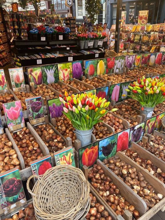 Lola piyozlari gallan sorti