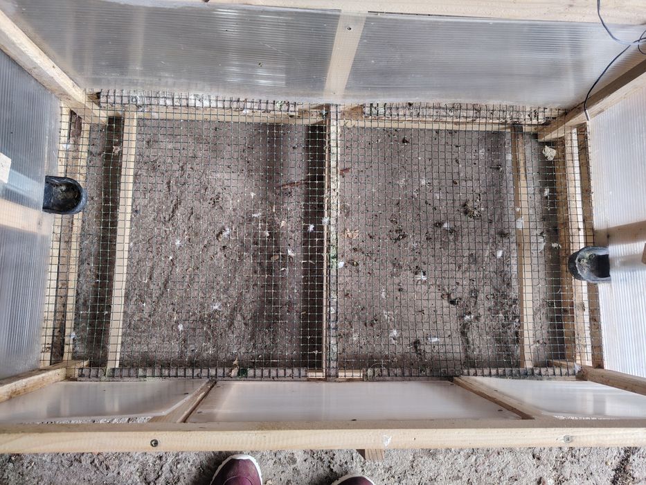 Vând maternitate  puii  de gaina doar cu predare în Arad