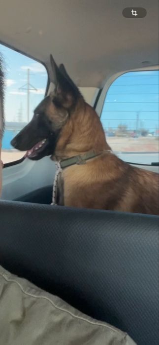 Ұрғашы малинуа сатылалы таза қанды