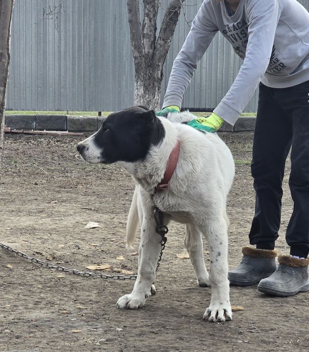 Алабай щенки сао