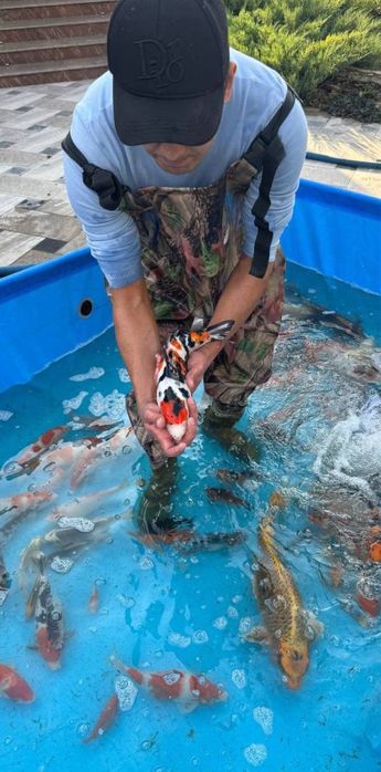 Кои рыба для пруда