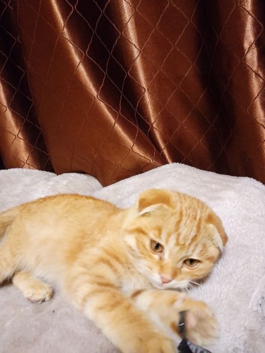 Scottish Fold Golden
