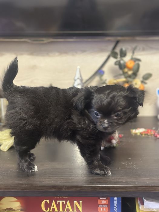 Женско куче чихуахуа на 2 месеца