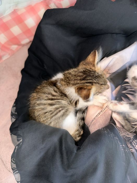 Подарявам 3 котенца