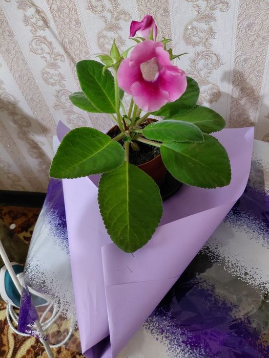 Глоксиния розовые