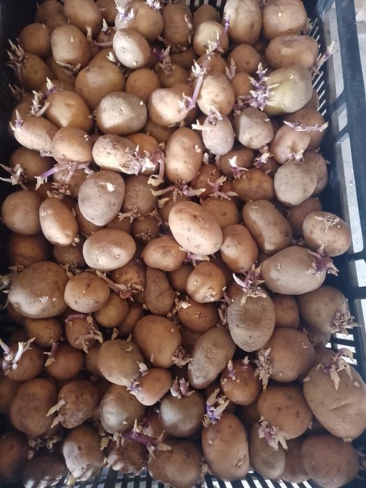 Vand cartofi de sămânță Riviera și Arizona, elită.