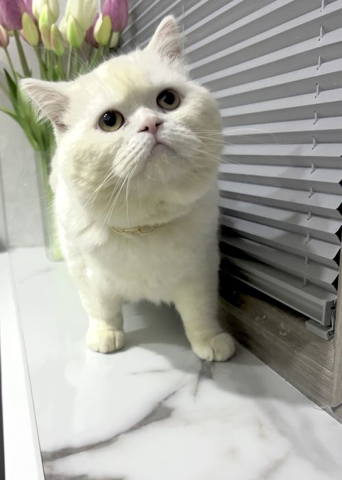 Katta eshak bilan etuk porno