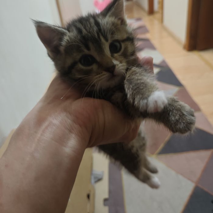 Отдам Котенки в хорошие руки
