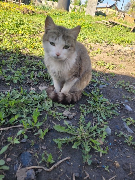 Отдам в хорошие руки кошку