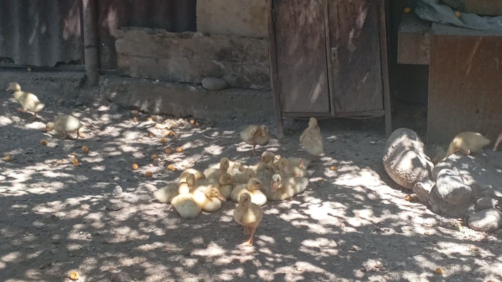 Продам утята утята