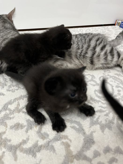 Кошка с котятами